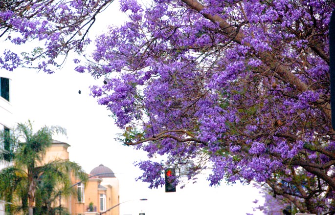 jacaranda-tree