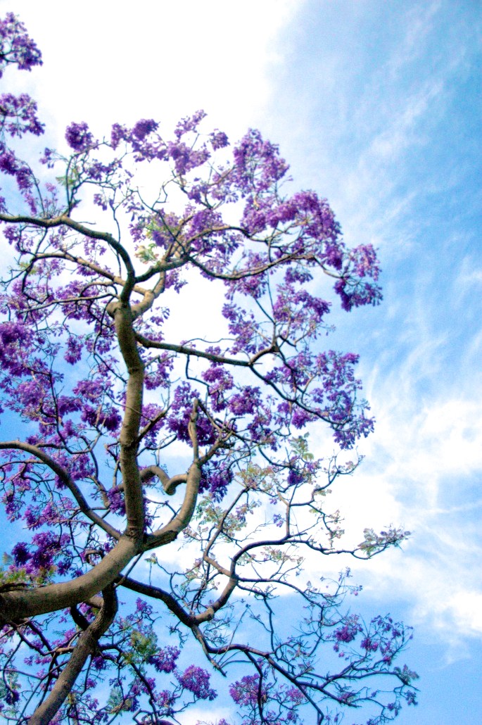 jacaranda-tree